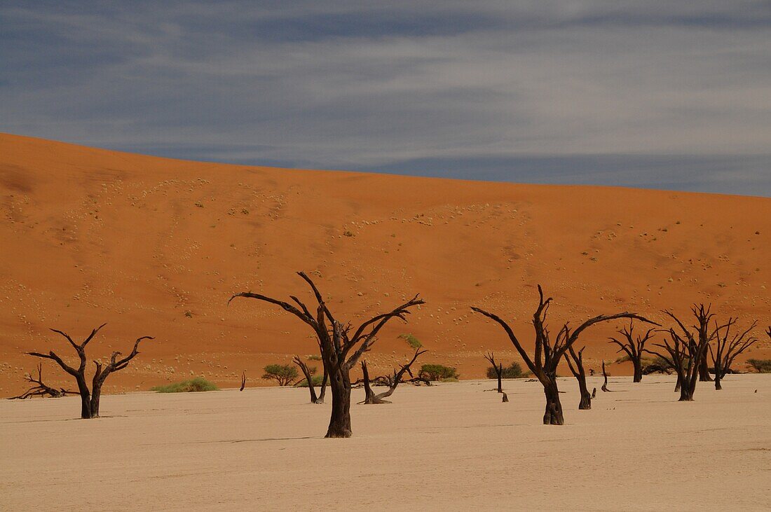 Totes Vlei, Sossusvlei, Namib-Wüste, Namibia, Afrika