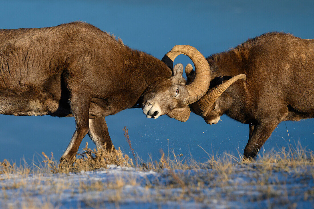 Rocky mountain bighorn rams headbutting (ovis canadensis) during the rut (mating) season, Jasper National Park, UNESCO World Heritage Site, Alberta, Canadian Rockies, Canada, North America