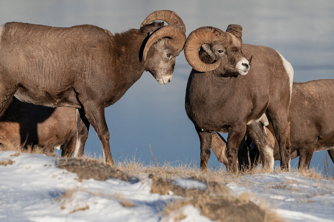 Rocky mountain bighorn rams (ovis canadensis) during the rut (mating) season, Jasper National Park, UNESCO World Heritage Site, Alberta, Canadian Rockies, Canada, North America