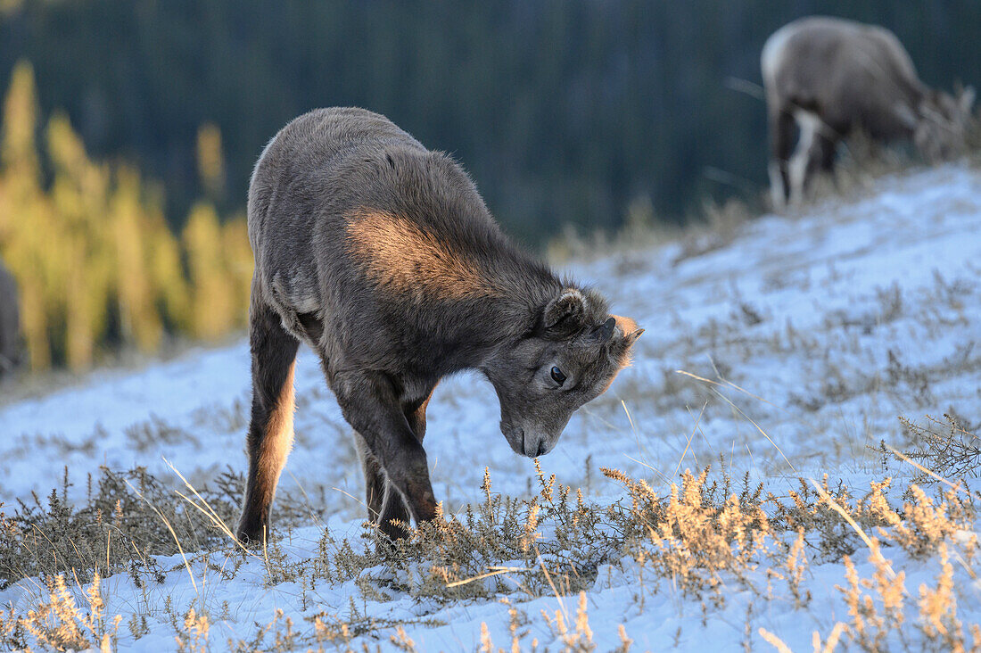 Rocky mountain bighorn sheep (Ovis canadensis) lamb on a wintry mountain, Jasper National Park, UNESCO World Heritage Site, Alberta, Canadian Rockies, Canada, North America