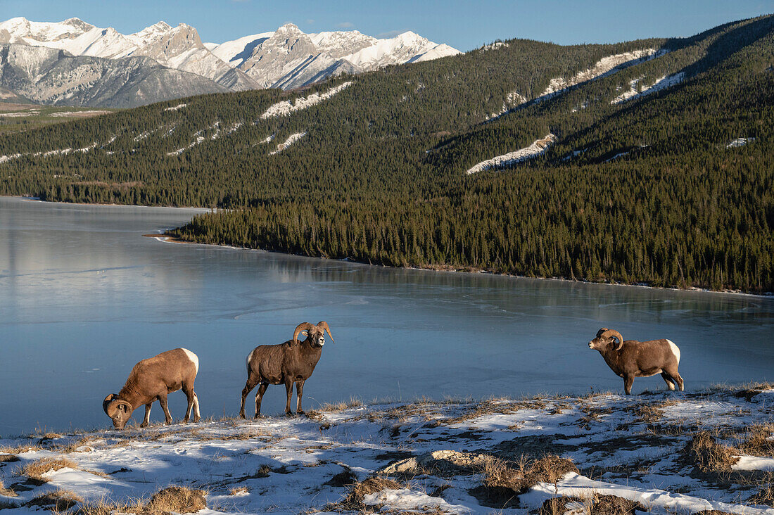 Bergbock (ovis canadensis) während der Brunftzeit, Jasper National Park, UNESCO Welterbe, Alberta, Kanadische Rockies, Kanada, Nordamerika