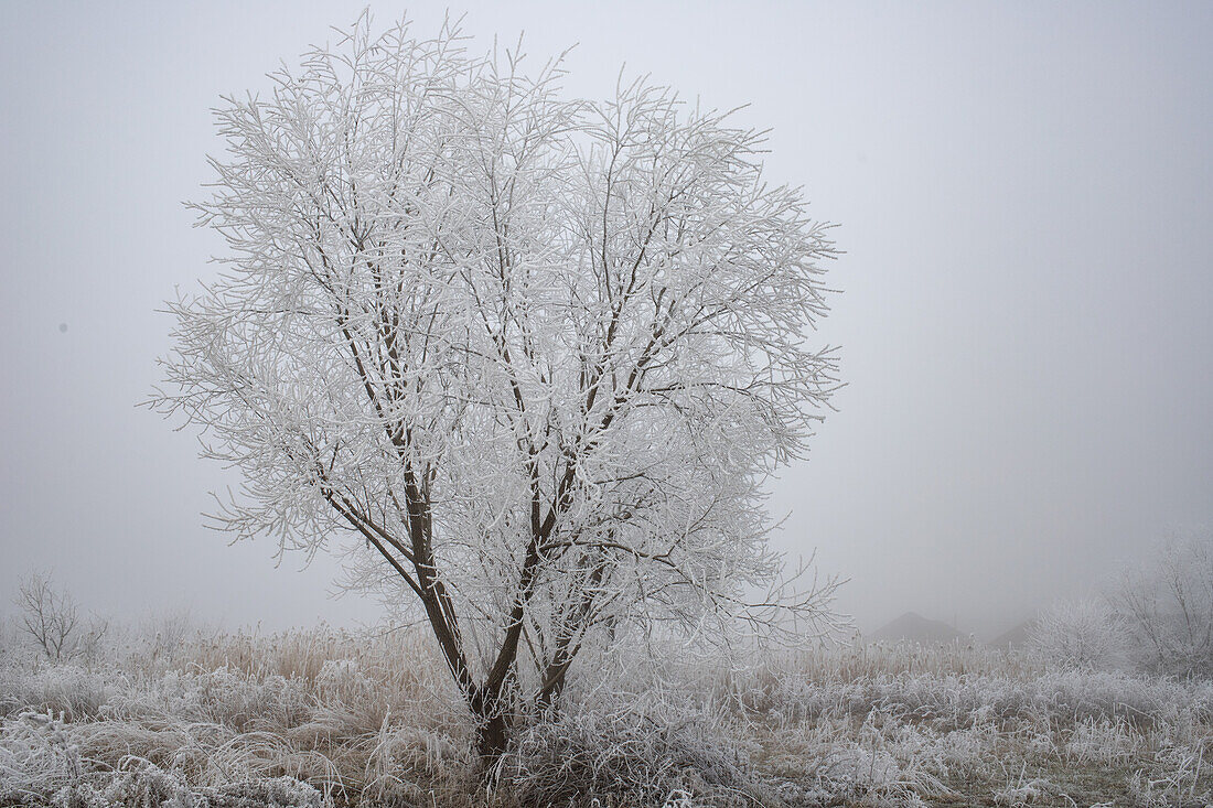 Frozen scene in winter, Romania, Europe