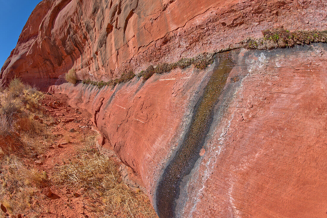 Eine aus einer Sandsteinwand sprudelnde Quelle in Ferry Swale in der Glen Canyon Recreation Area bei Page, Arizona, Vereinigte Staaten von Amerika, Nordamerika