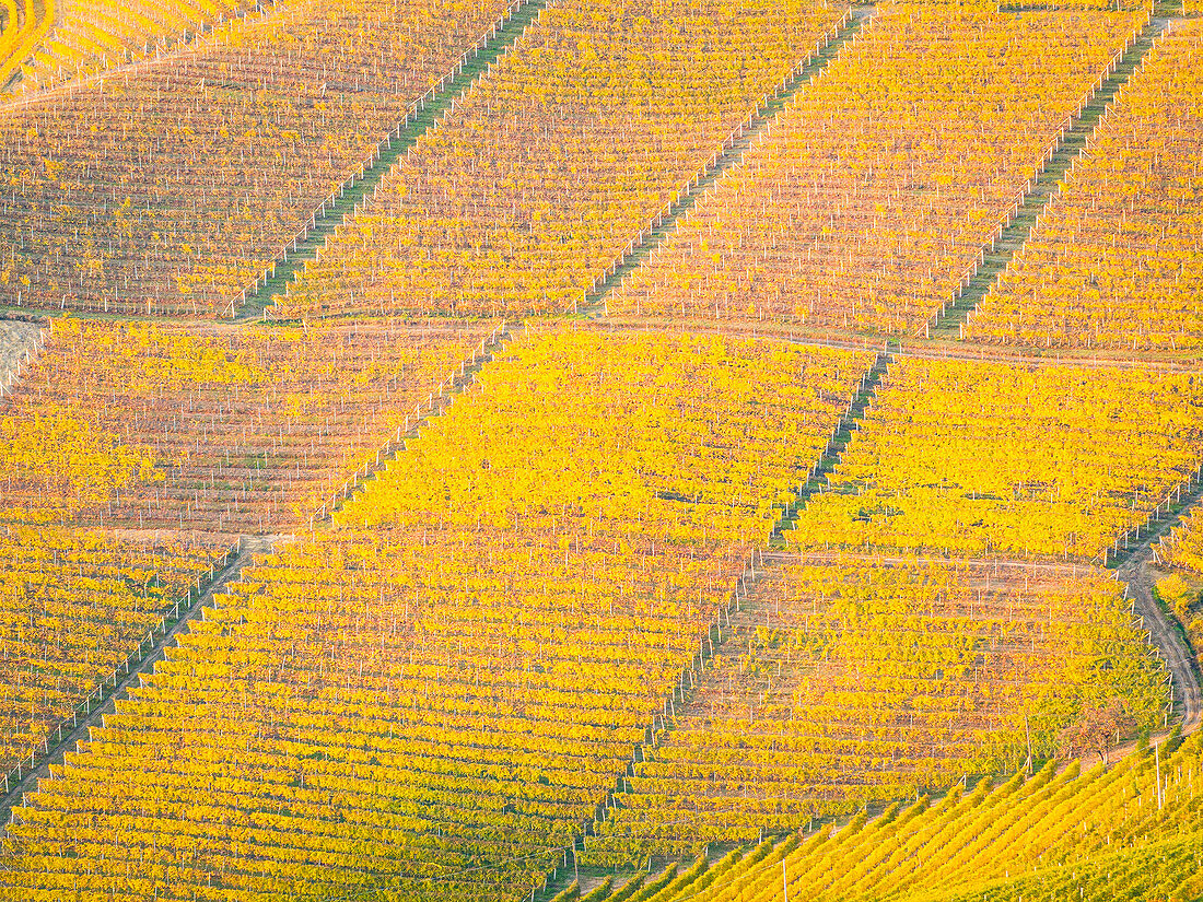 Aerial view taken by drone of the Langhe vineyards, during a beautiful autumn day, UNESCO World Heritage Site, Cuneo province, Piedmont, Italy, Europe