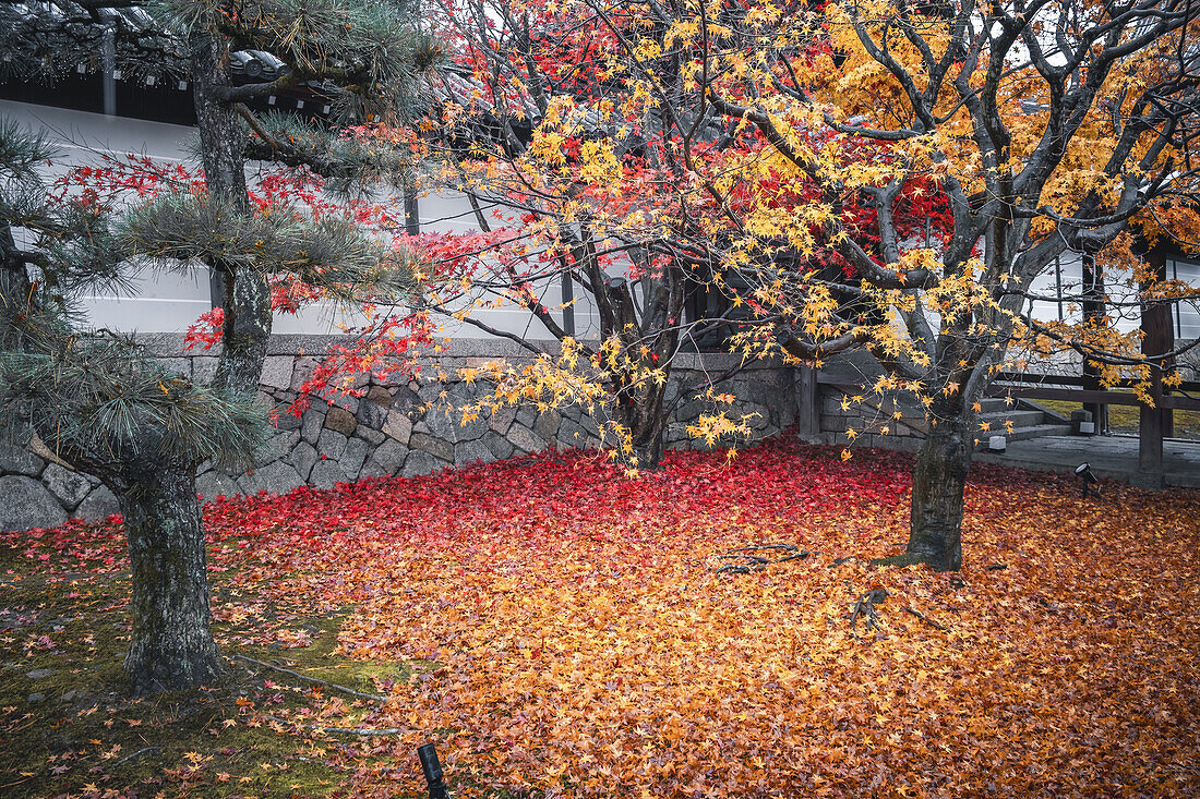 Garten des buddhistischen Tofuku-ji-Tempels mit Herbstfarben und Laub, Kyoto, Honshu, Japan, Asien