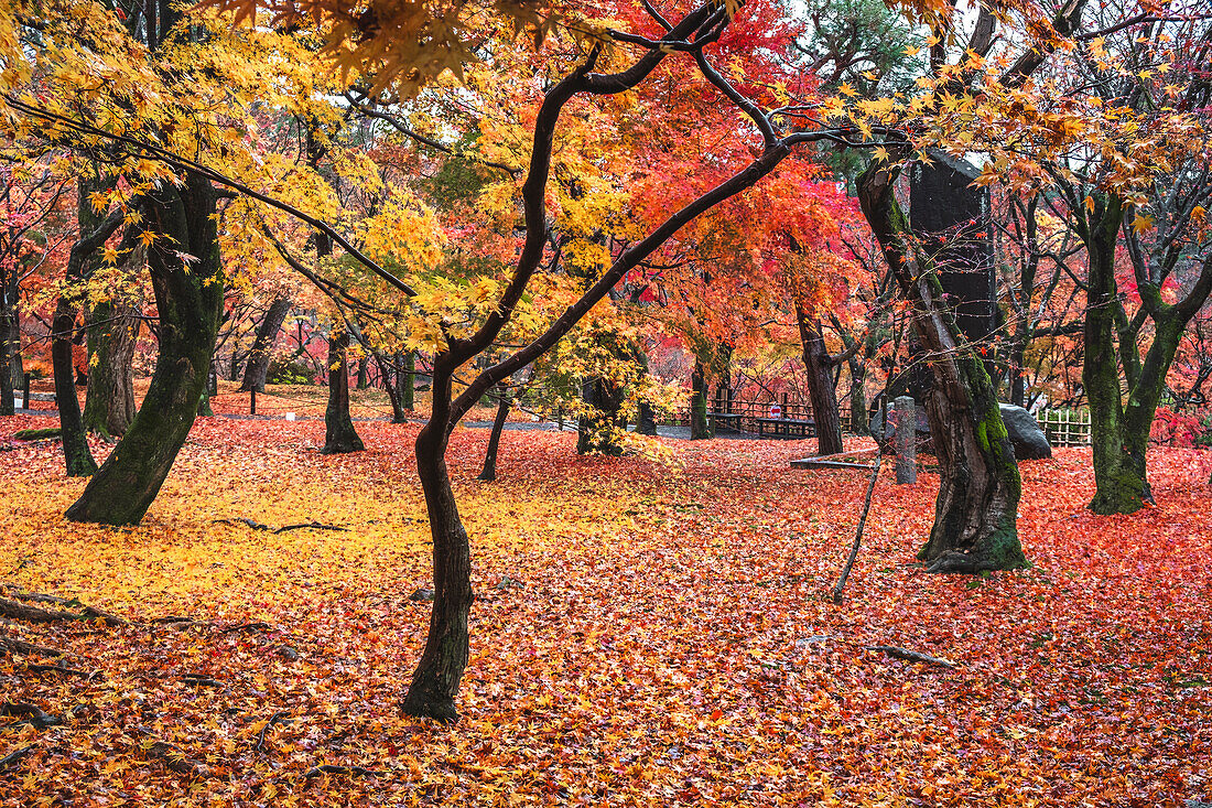 Garten des buddhistischen Tofuku-ji-Tempels mit Herbstfarben und Laub, Kyoto, Honshu, Japan, Asien