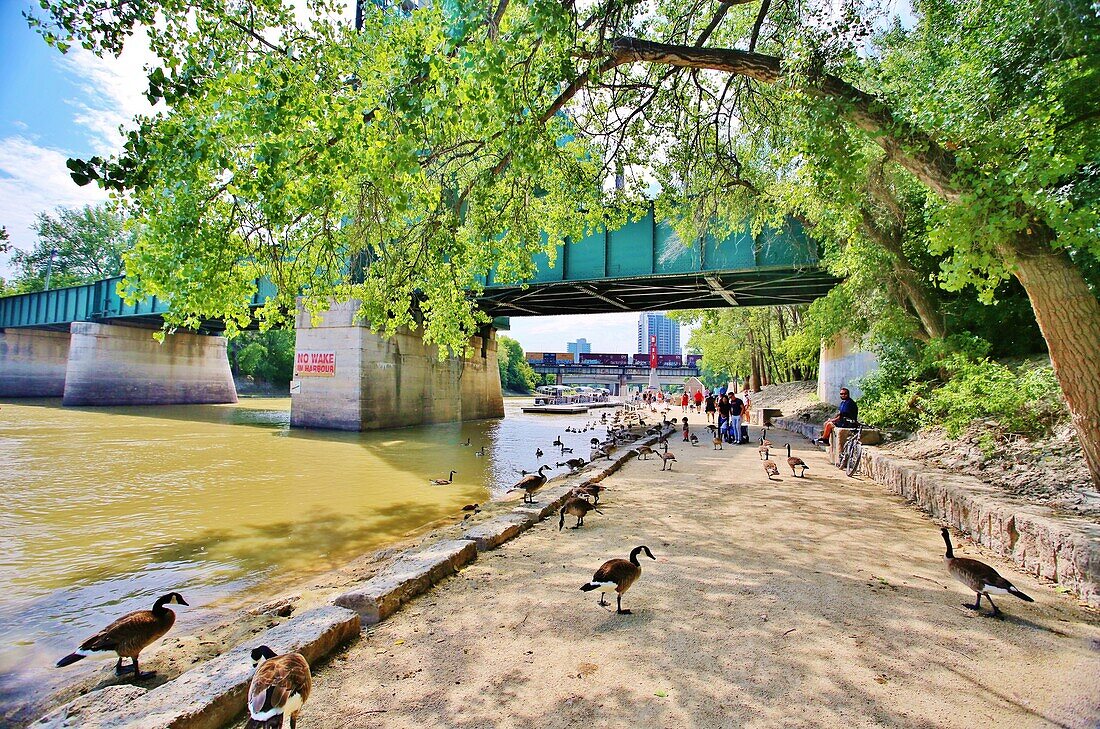 Der River Walk und die Forks Bridge am Assiniboine River im Zentrum von Winnipeg, Manitoba, Kanada, Nordamerika