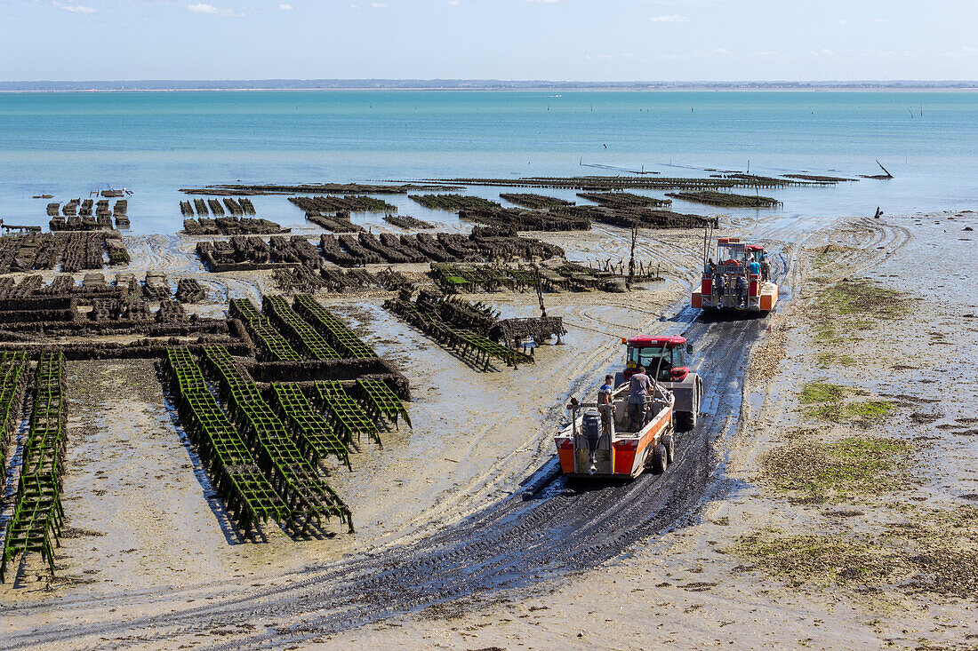 Austernzucht, Cancale, Ille-et-Vilaine, Bretagne, Frankreich, Europa