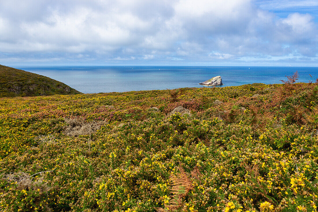 Cap Frehel, Plevenon, Cotes-d'Armor, Bretagne, Frankreich, Europa