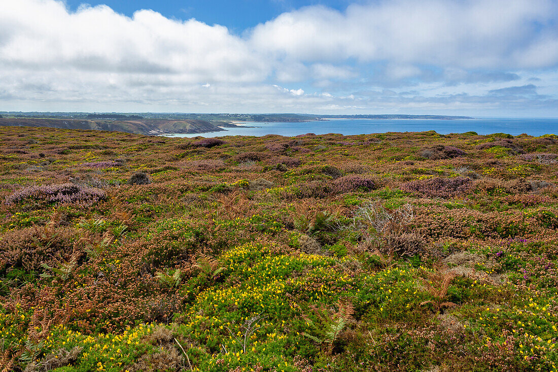 Cap Frehel, Plevenon, Cotes-d'Armor, Bretagne, Frankreich, Europa