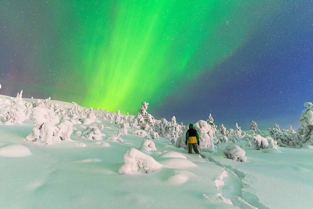 Rear view of a man in the snowy frozen forest watching at the Northern Lights (Aurora Borealis) colouring the sky, Pallas-Yllastunturi National Park, Finnish Lapland, Finland, Europe