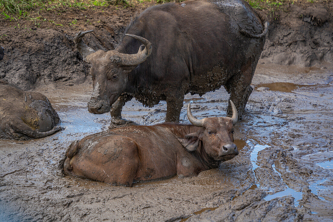 Blick auf junge afrikanische Büffel im Hluhluwe-Imfolozi Park (Umfolozi), dem ältesten Naturschutzgebiet Afrikas, Provinz KwaZulu-Natal, Südafrika, Afrika