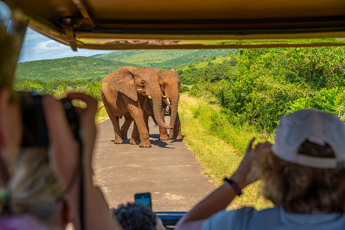 Blick auf Elefanten aus einem Safarifahrzeug im Hluhluwe-Imfolozi Park (Umfolozi), dem ältesten Naturschutzgebiet Afrikas, Provinz KwaZulu-Natal, Südafrika, Afrika