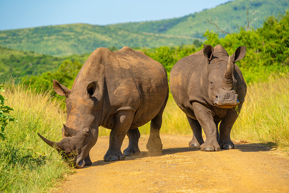 Blick auf Breitmaulnashörner im Hluhluwe-Imfolozi Park (Umfolozi), dem ältesten Naturschutzgebiet Afrikas, Provinz KwaZulu-Natal, Südafrika, Afrika