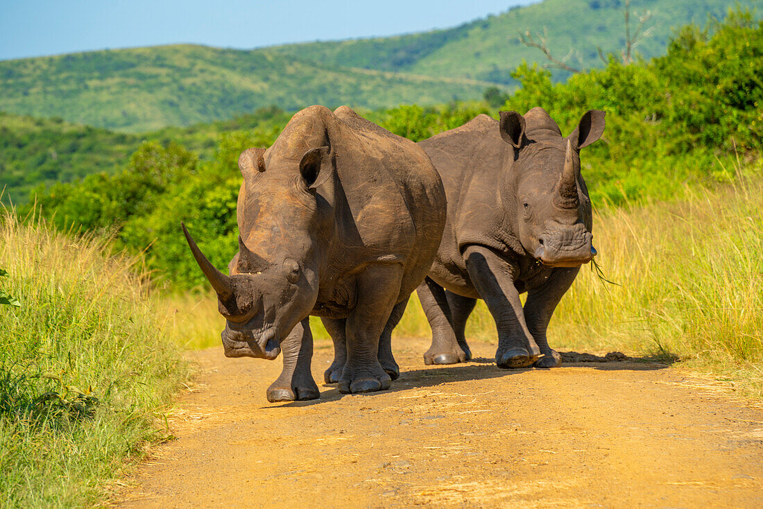 Blick auf Breitmaulnashörner im Hluhluwe-Imfolozi Park (Umfolozi), dem ältesten Naturschutzgebiet Afrikas, Provinz KwaZulu-Natal, Südafrika, Afrika