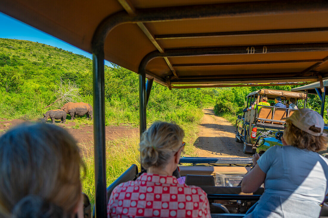 Blick auf Breitmaulnashörner aus Safarifahrzeugen im Hluhluwe-Imfolozi Park (Umfolozi), dem ältesten Naturschutzgebiet Afrikas, Provinz KwaZulu-Natal, Südafrika, Afrika