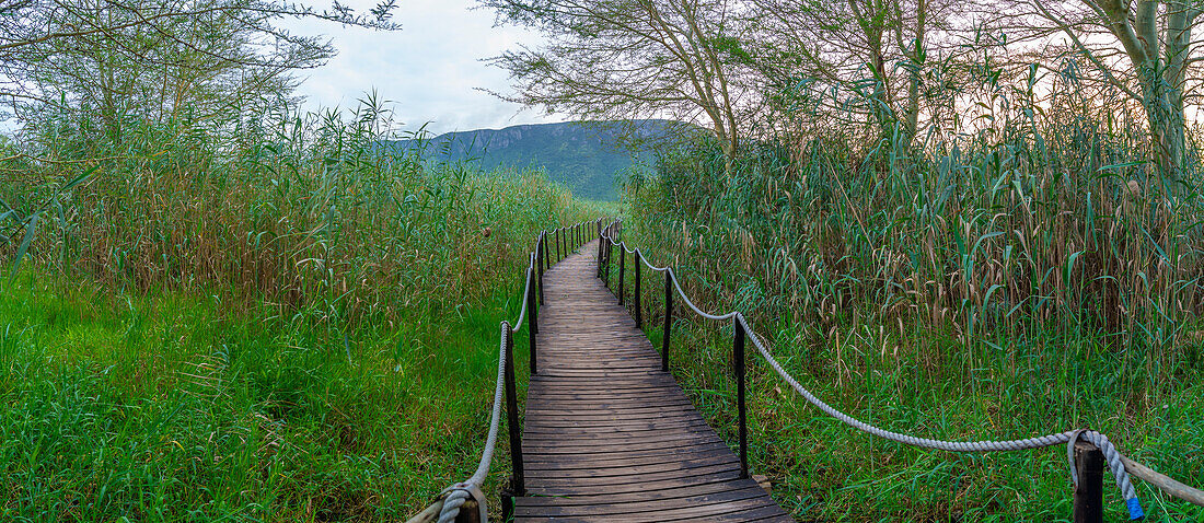 View of jetty through swampy marsh at Ghost Mountain Inn at sunrise, Mkuze, KwaZulu-Natal Province, South Africa, Africa