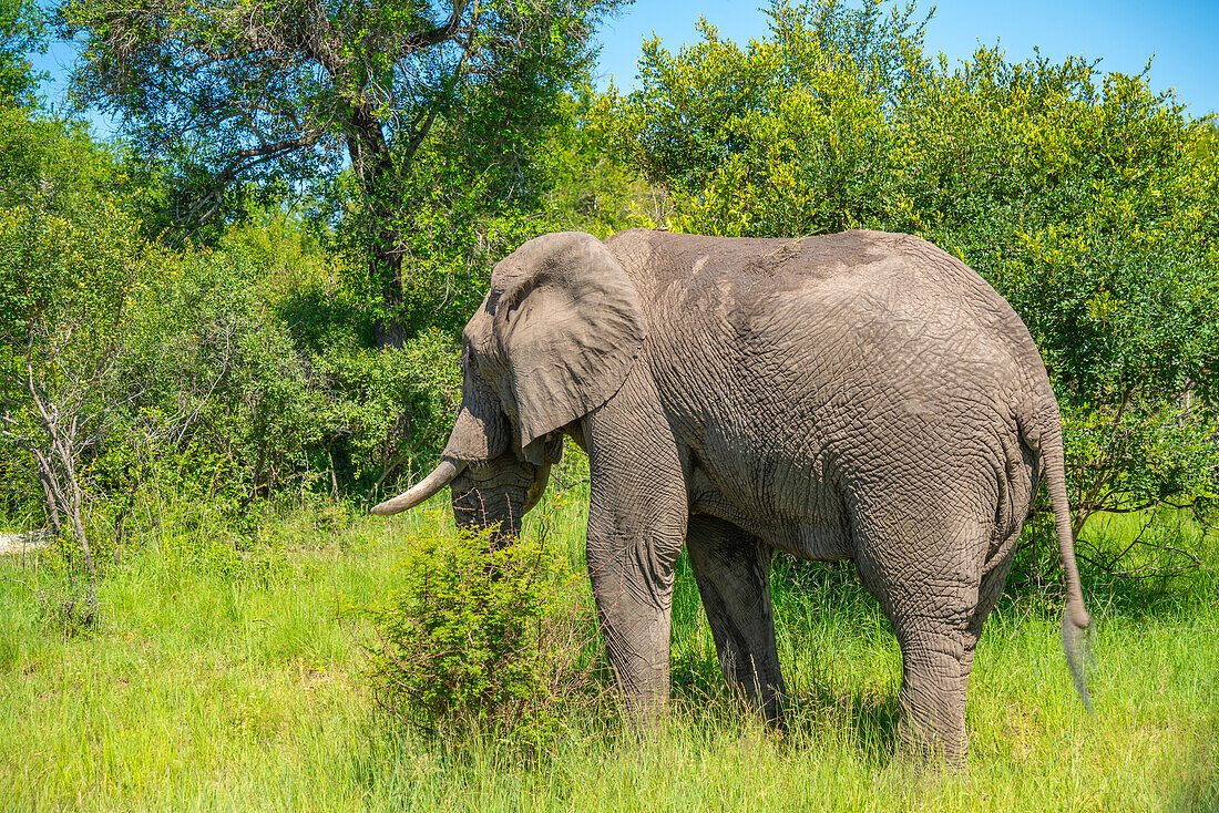 Blick auf einen afrikanischen Elefanten in seinem natürlichen Lebensraum, auf einer Pirschfahrt im Krüger-Nationalpark, Südafrika, Afrika