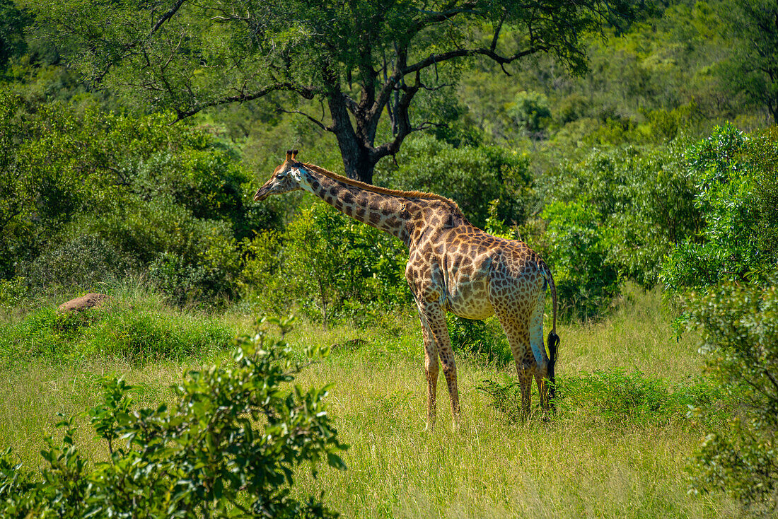 Blick auf eine Südliche Giraffe (Giraffa camelopardalis giraffa) auf einer Pirschfahrt im Krüger-Nationalpark, Südafrika, Afrika