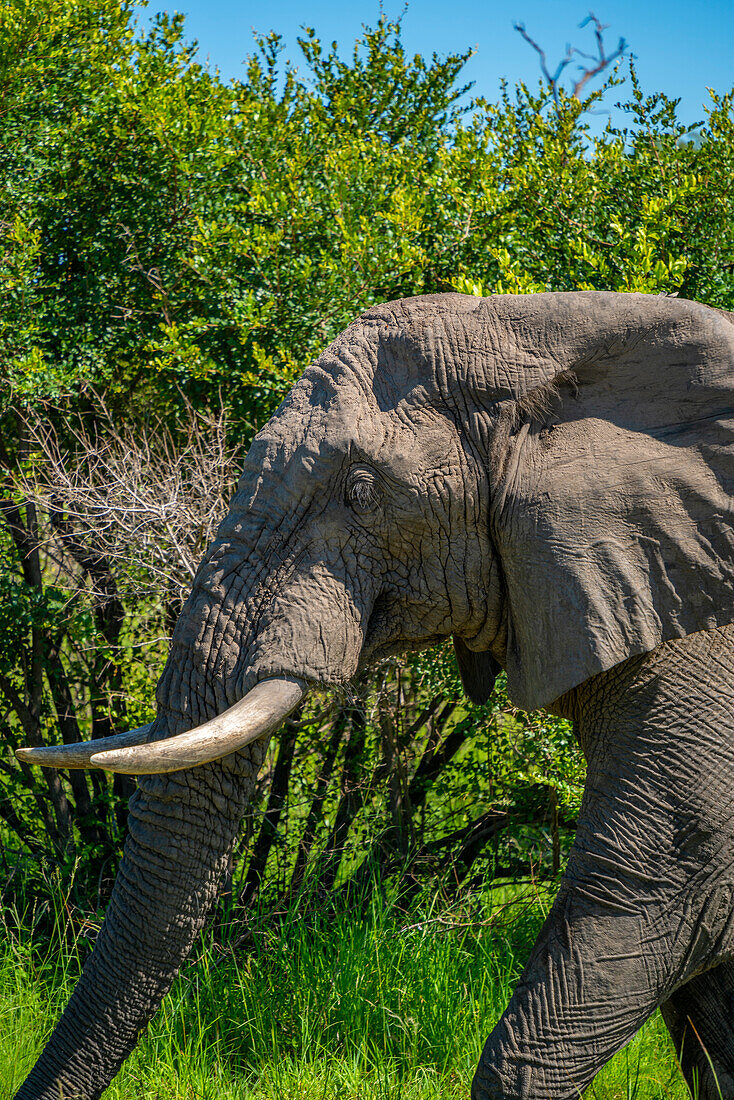 Blick auf einen afrikanischen Elefanten in seinem natürlichen Lebensraum, auf einer Pirschfahrt im Krüger-Nationalpark, Südafrika, Afrika