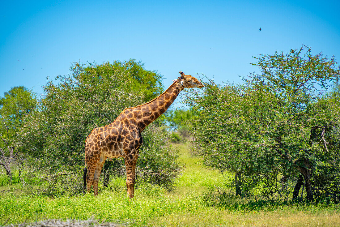 Blick auf eine Südliche Giraffe (Giraffa camelopardalis giraffa) auf einer Pirschfahrt im Krüger-Nationalpark, Südafrika, Afrika