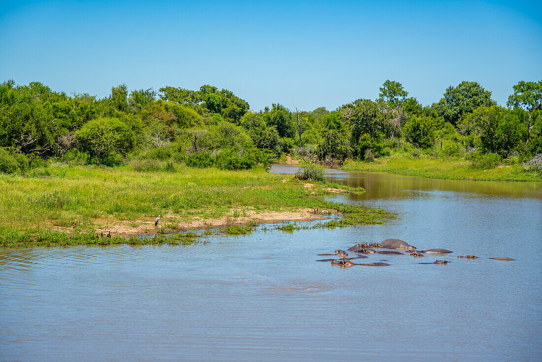 Blick auf Flusspferd (Hippopatamus amphibius), erwachsen, im Wasser, im Krüger-Nationalpark, Südafrika, Afrika