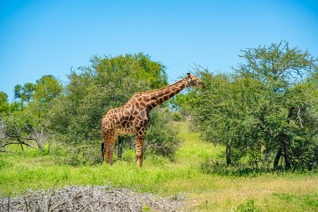 Blick auf eine Südliche Giraffe (Giraffa camelopardalis giraffa) auf einer Pirschfahrt im Krüger-Nationalpark, Südafrika, Afrika