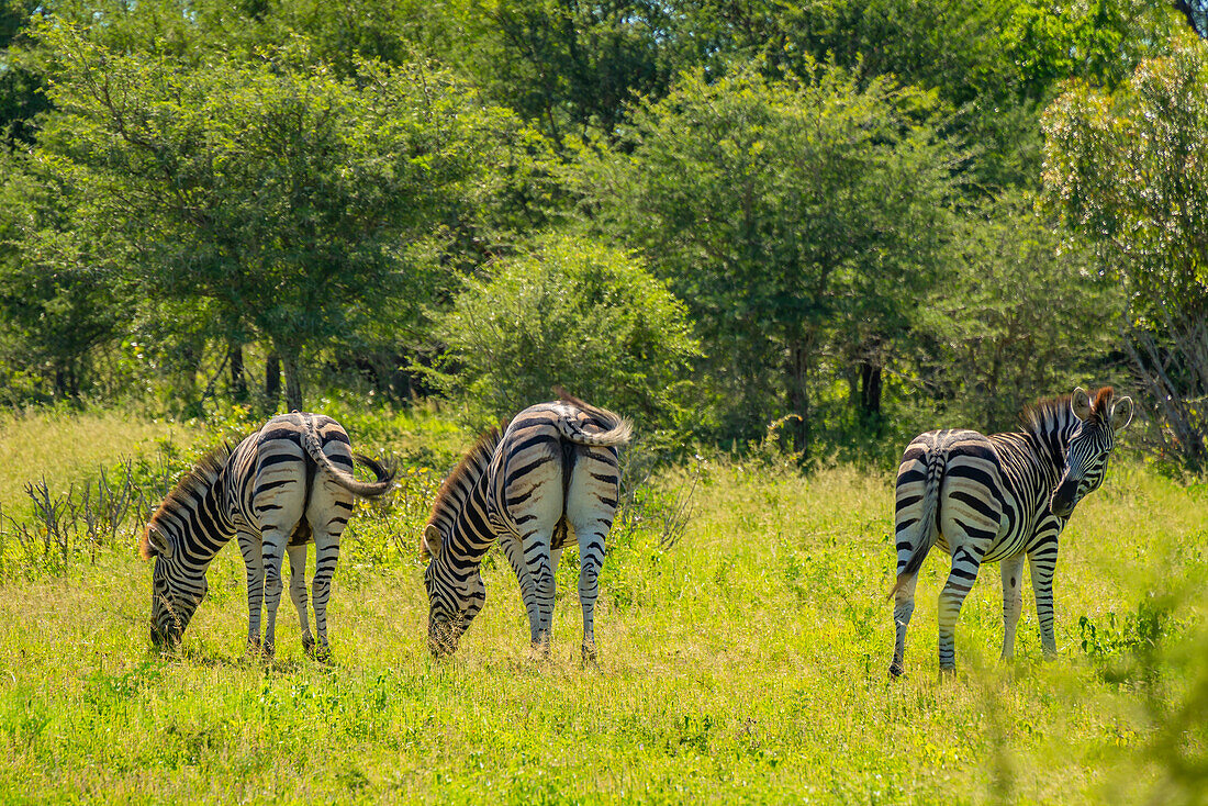 Blick auf ein Zebra auf einer Pirschfahrt im Krüger-Nationalpark, Südafrika, Afrika