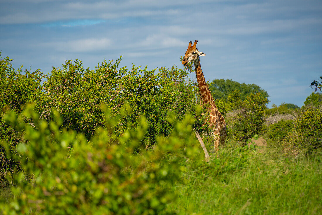 View of Southern giraffe (Giraffa camelopardalis giraffa) on game drive in Kruger National Park, South Africa, Africa