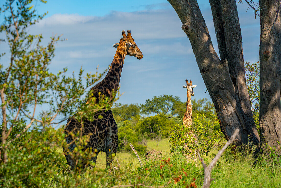 Blick auf eine Südliche Giraffe (Giraffa camelopardalis giraffa) auf einer Pirschfahrt im Krüger-Nationalpark, Südafrika, Afrika