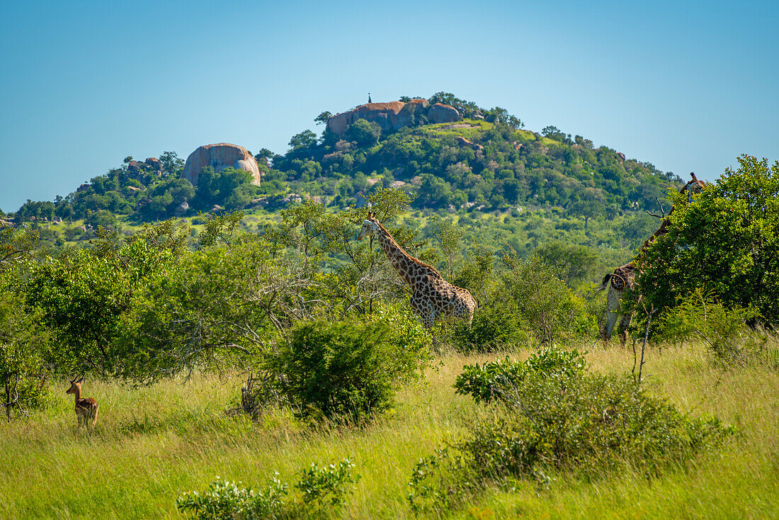 Blick auf eine Südliche Giraffe (Giraffa camelopardalis giraffa) auf einer Pirschfahrt im Krüger-Nationalpark, Südafrika, Afrika