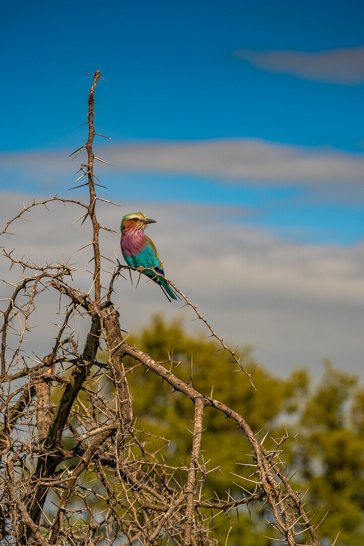 Blick auf eine Fliederbrustracke in einem Baum auf Pirschfahrt im Krüger-Nationalpark, Südafrika, Afrika