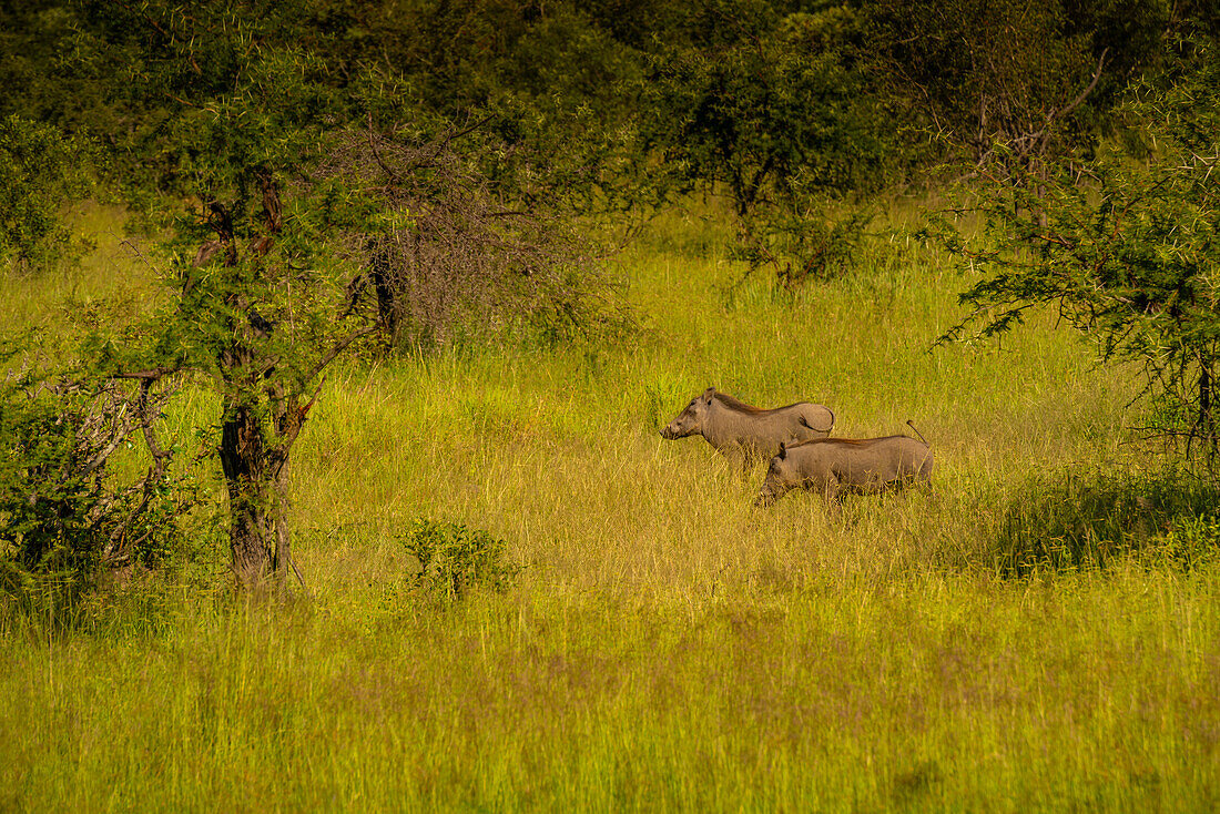 Blick auf Warzenschweine in ihrem natürlichen Lebensraum auf einer Pirschfahrt im Krüger-Nationalpark, Südafrika, Afrika