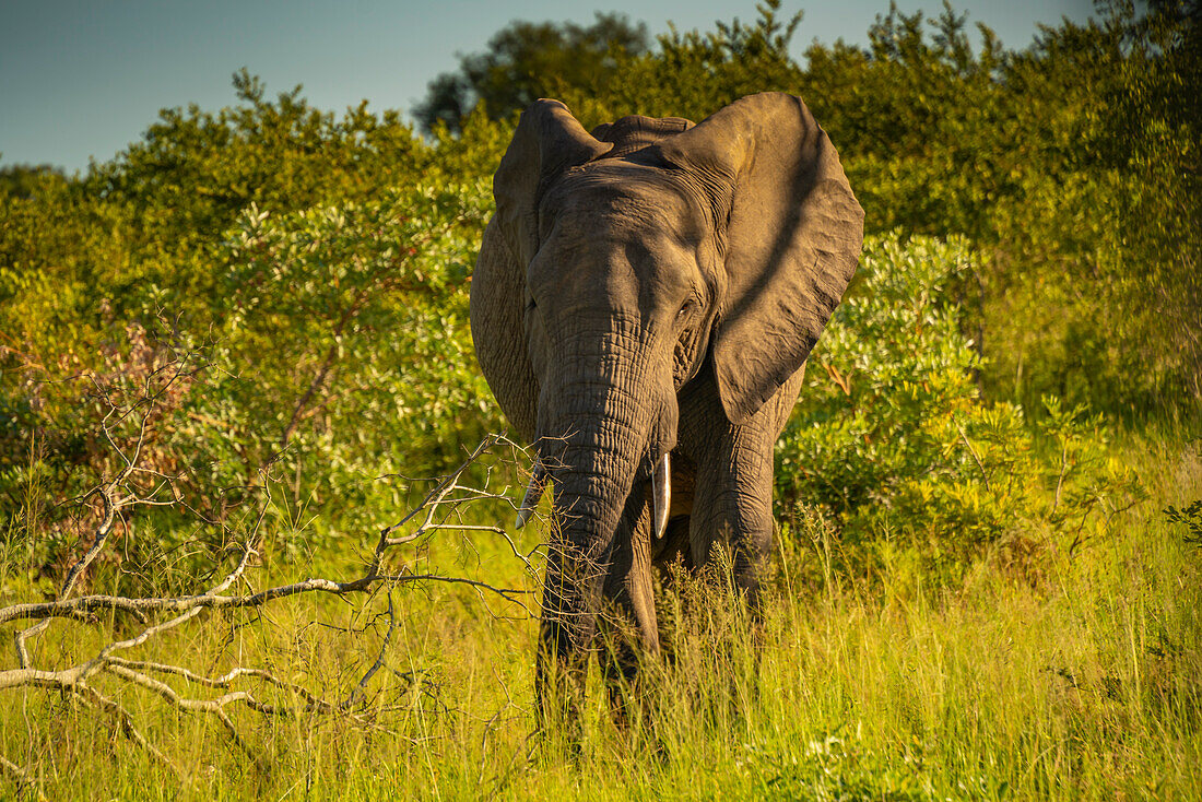 Blick auf einen afrikanischen Elefanten in seinem natürlichen Lebensraum auf einer Pirschfahrt im Krüger-Nationalpark, Südafrika, Afrika