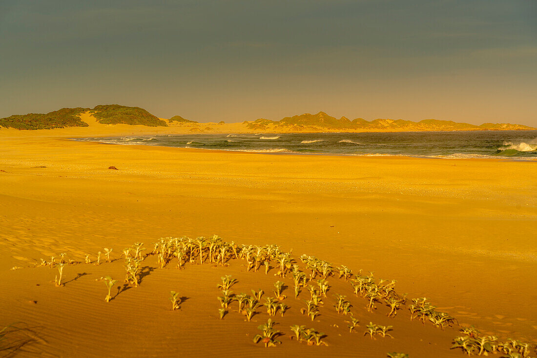 View of sand dunes and beach, Cape St. Francis, Eastern Cape Province, South Africa, Africa