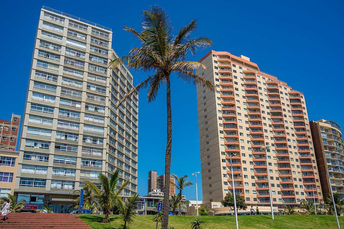 Blick auf eine einzelne Palme und Wohnungen an der Promenade, Durban, Provinz KwaZulu-Natal, Südafrika, Afrika