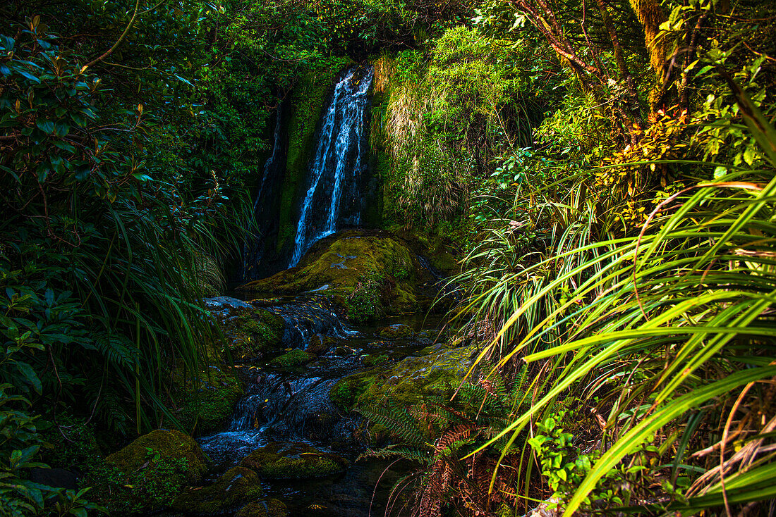 Lush green rainforest with a creek and waterfall, New Zealand, Pacific