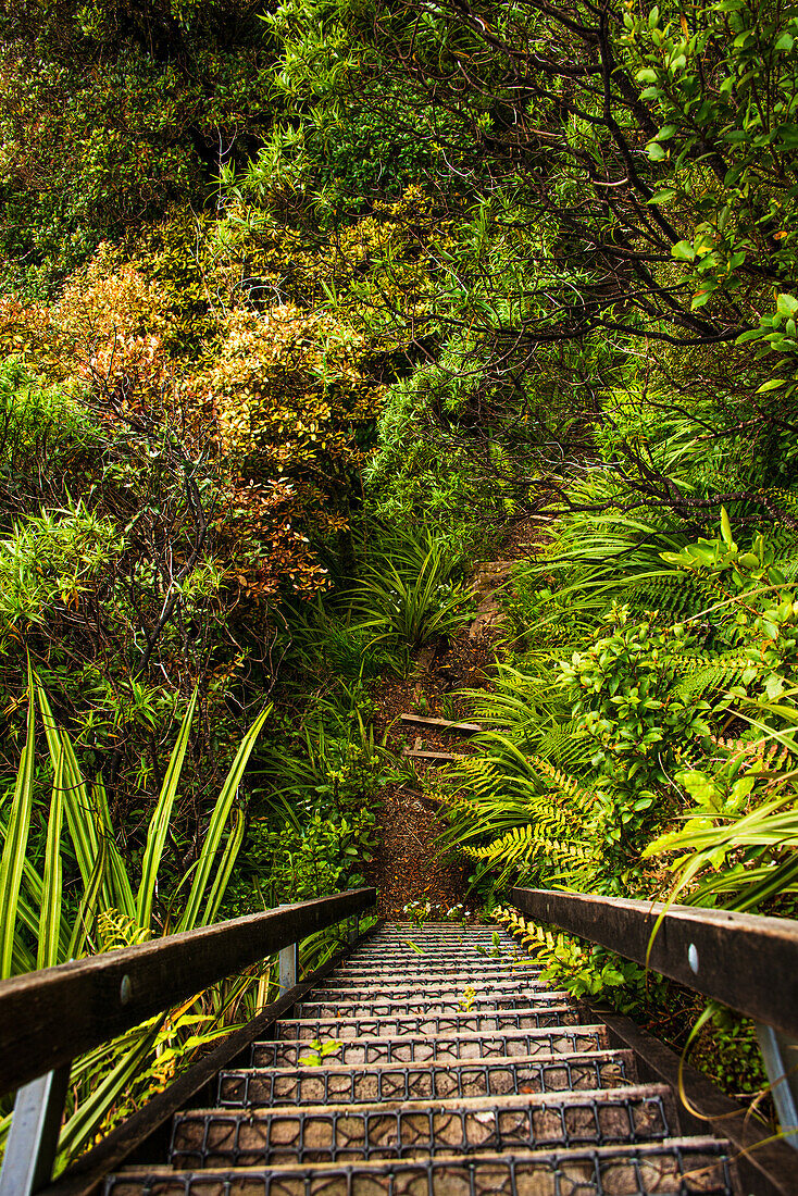 Steile Treppe und Pfad auf Dschungelwanderung, Mount Taranaki, Nordinsel, Neuseeland, Pazifik