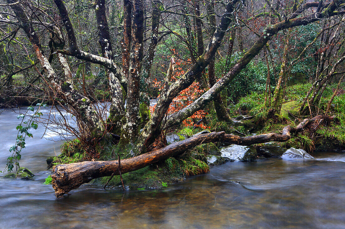 Fluss Barle bei Tarr Steps, Exmoor National Park, Somerset, England, Vereinigtes Königreich, Europa