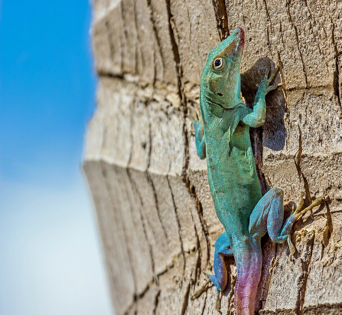 Jamaican Anole Lizard (Anolis Grahami) introduced to Bermuda in 1905 to eat fruit flies, Bermuda, North Atlantic, North America