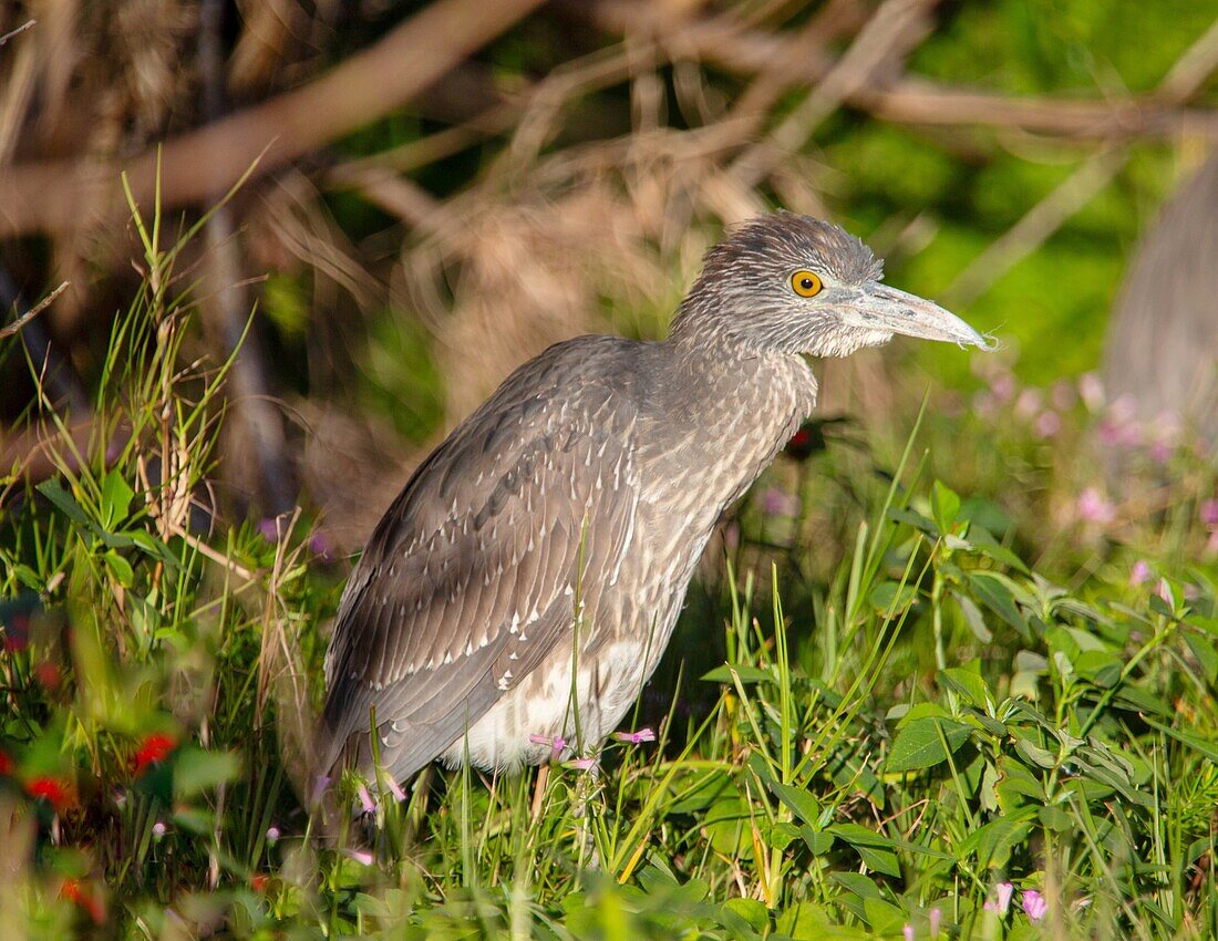 Juvenile Yellow Crowned Night Heron (Nyctanassa violacea), Bermuda, North Atlantic, North America