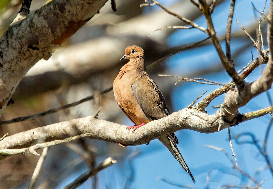 Trauertaube (Zenaida macroura), ein Mitglied der Familie der Tauben (Columbidae), benannt nach ihrem klagenden Ruf, Bermuda, Nordatlantik, Nordamerika