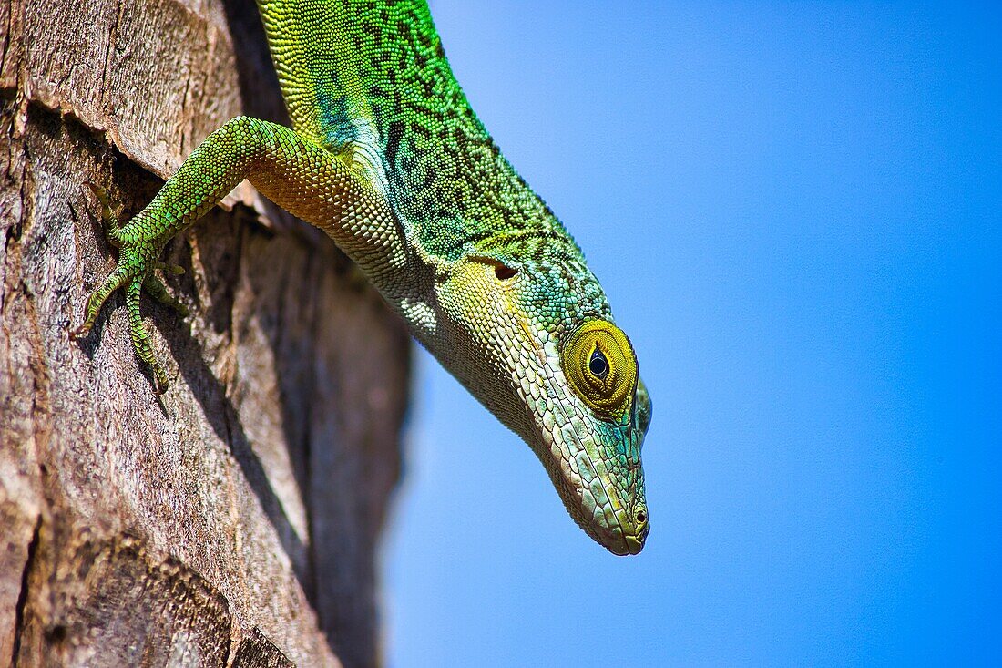 Antiguan Anole Lizard (Anolis Leachii), Bermuda, North Atlantic, North America