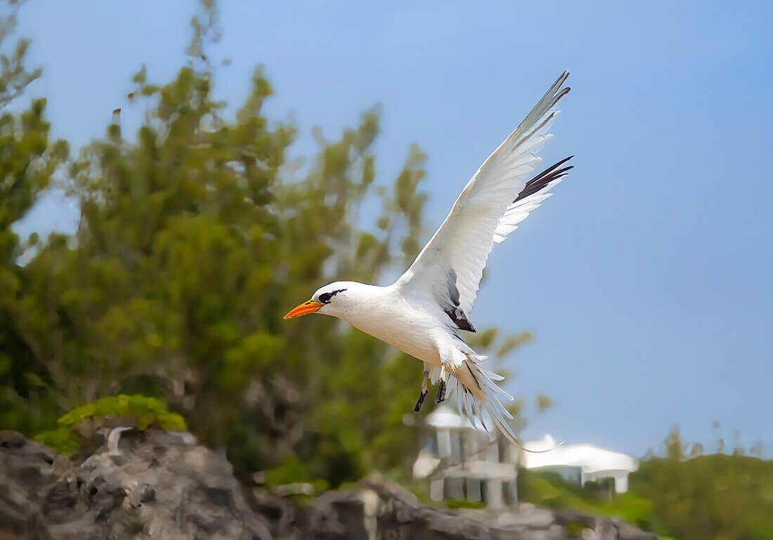 White Tailed Tropicbird (Phaethon lepturus), a seabird known as the Longtail, found in the Pacific, Atlantic and Indian Oceans, Bermda, North Atlantic, North America