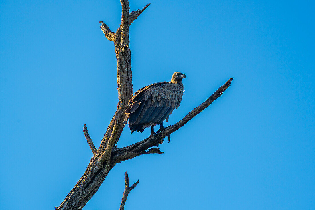 Blick auf Weißrückengeier (Gyps africanus) im Baum auf Pirschfahrt im Krüger-Nationalpark, Südafrika, Afrika