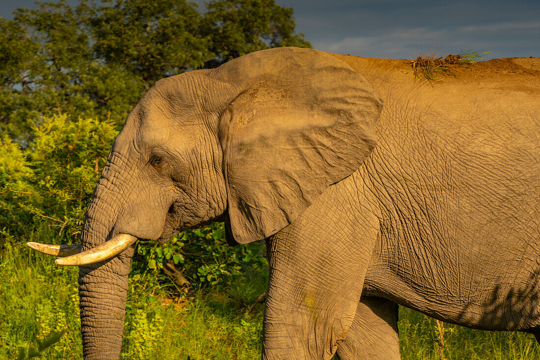 View of African elephant in its natural habitat on game drive in Kruger National Park, South Africa, Africa