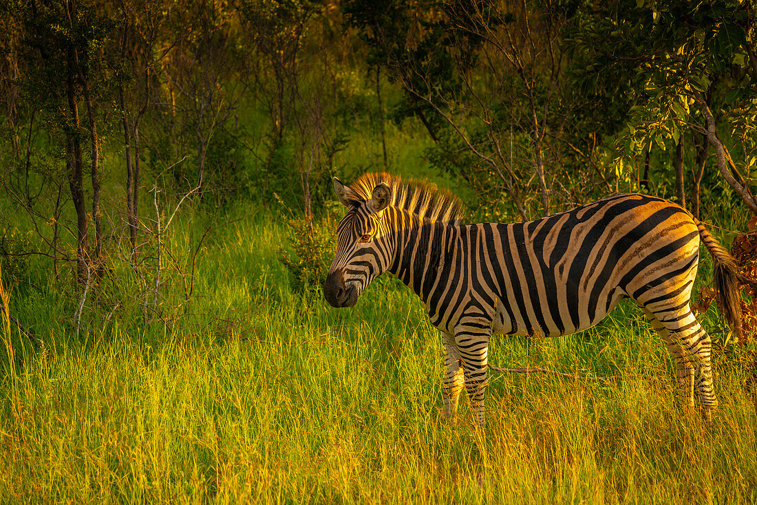 Blick auf ein Zebra auf einer Pirschfahrt im Krüger-Nationalpark, Südafrika, Afrika