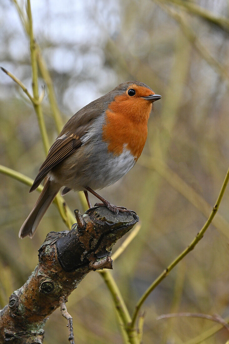 European Robin, United Kingdom, Europe