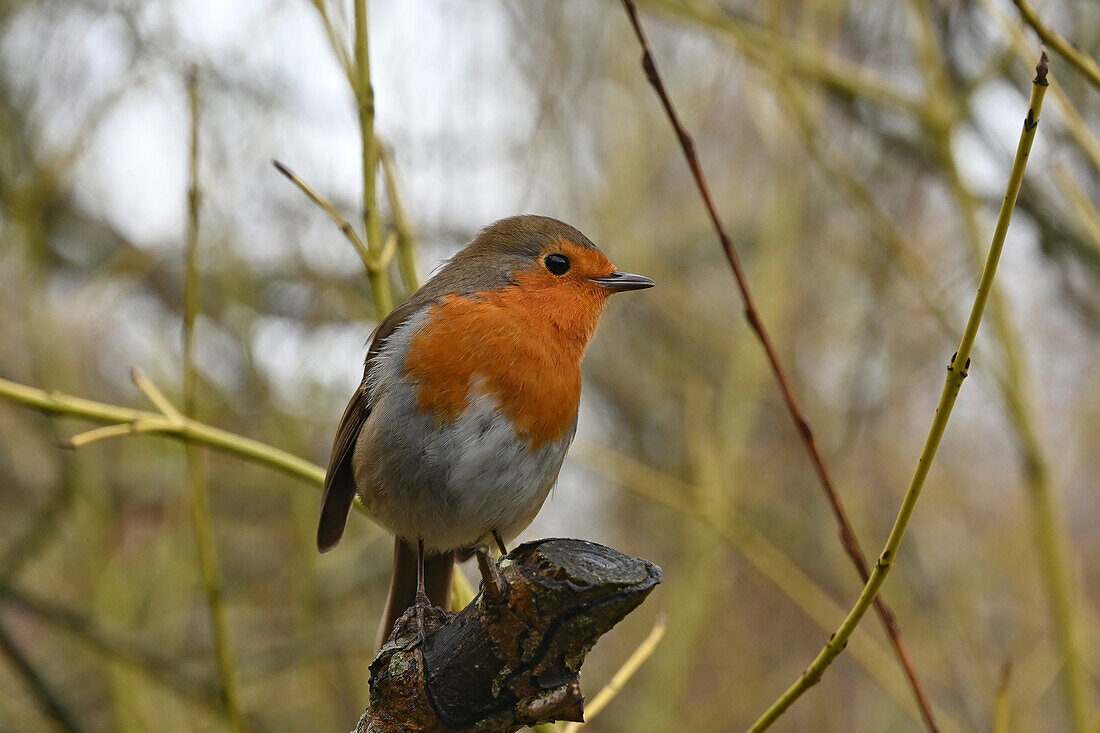 European Robin, Vereinigtes Königreich, Europa