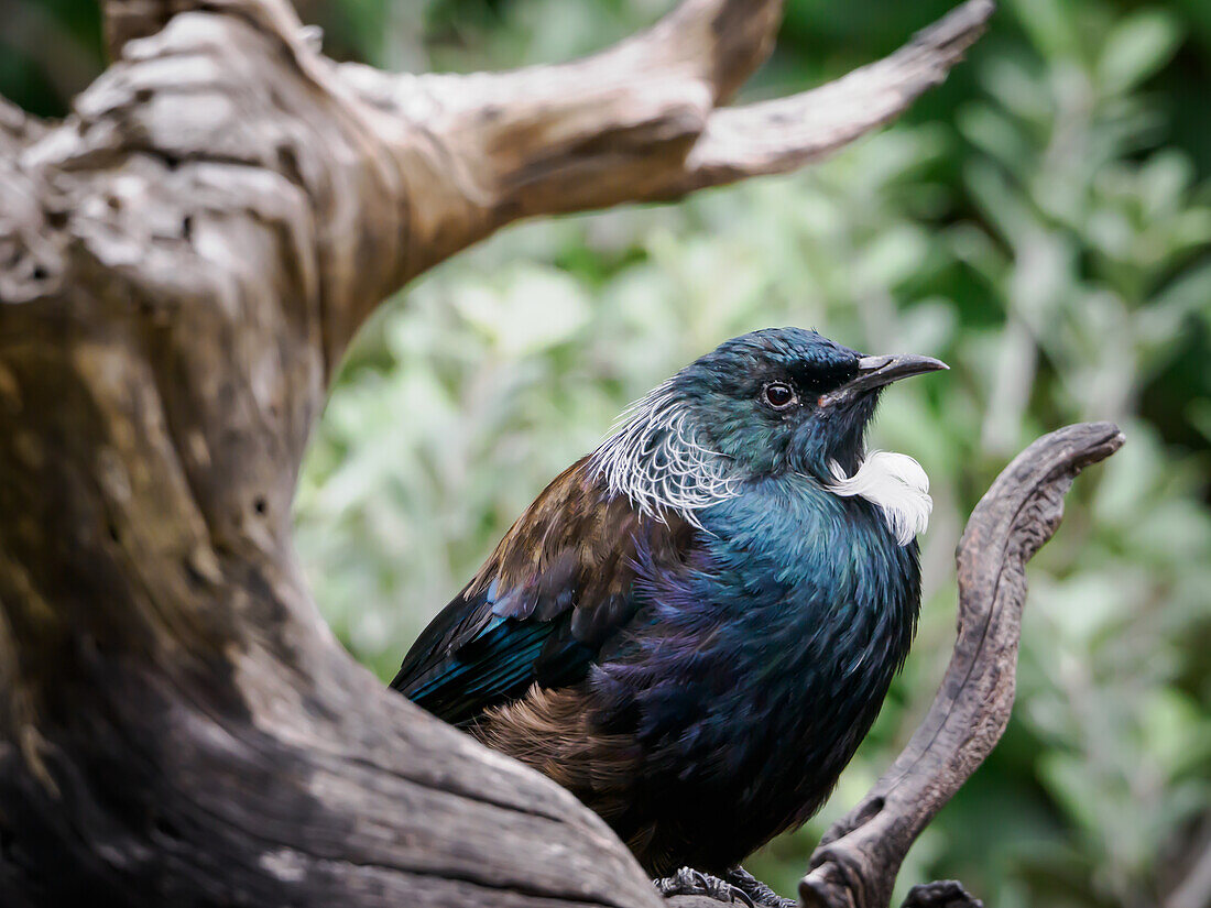 Der Tui, ein schöner spottdrosselähnlicher Singvogel, im Tiritiri Matangi Inselschutzgebiet, Hauraki Golf, Nordinsel, Neuseeland, Pazifik